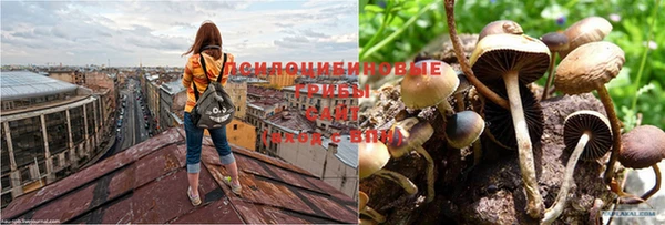индика Алексин